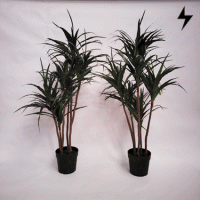 Plantas_54