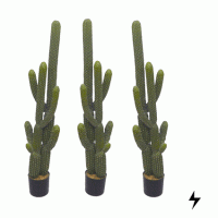 cactus  15